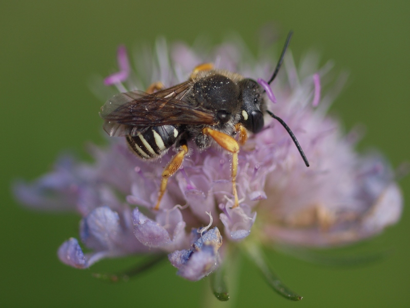 Apidae Megachilinae: cfr. Trachusa interrupta